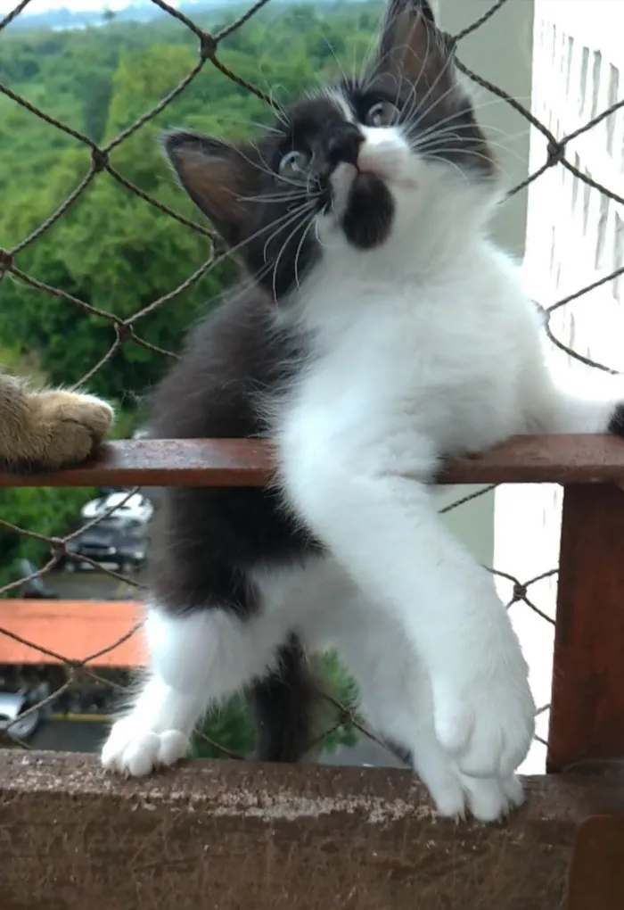 Gato ra a SRD-ViraLata idade 2 a 6 meses nome Meile
