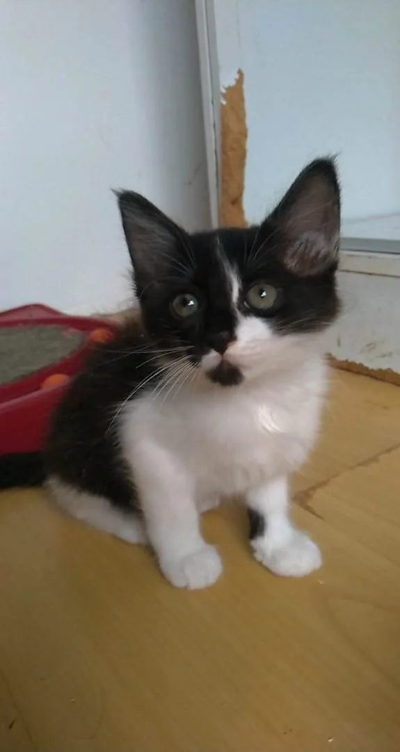 Gato ra a SRD-ViraLata idade 2 a 6 meses nome Meile