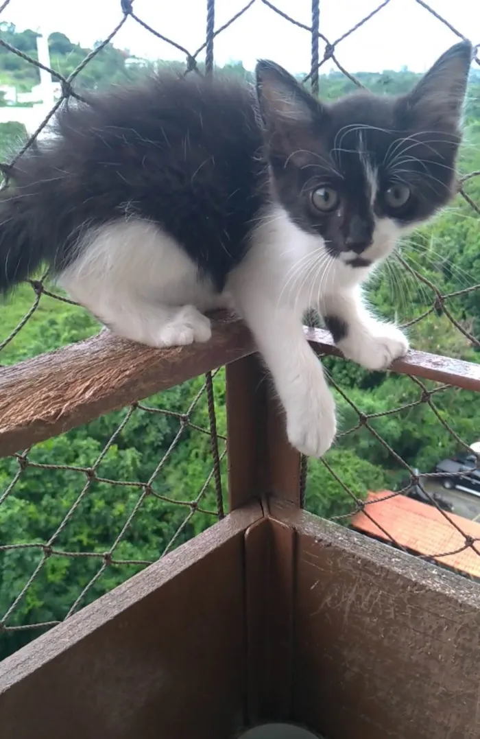 Gato ra a SRD-ViraLata idade 2 a 6 meses nome Meile