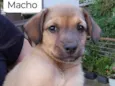 Cachorro