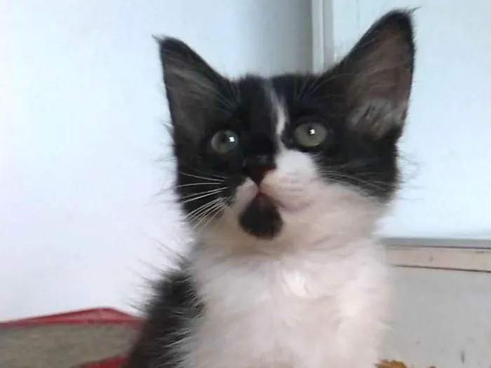 Gato ra a SRD-ViraLata idade 2 a 6 meses nome Meile