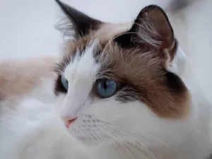Gato raça Srd idade 3 anos nome Nina