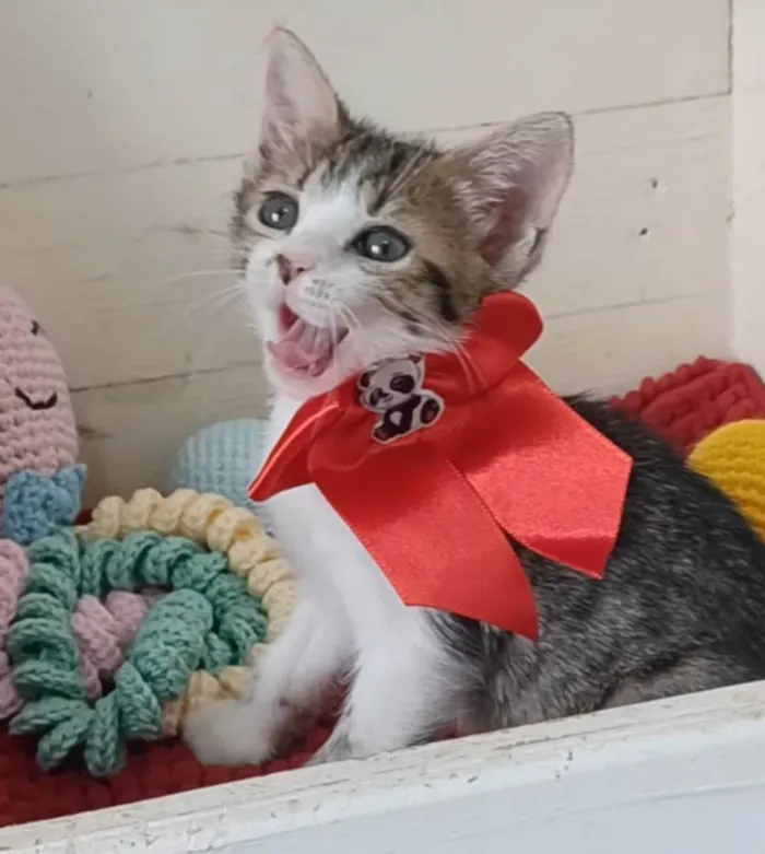 Gato ra a SRD-ViraLata idade 2 a 6 meses nome Dandara