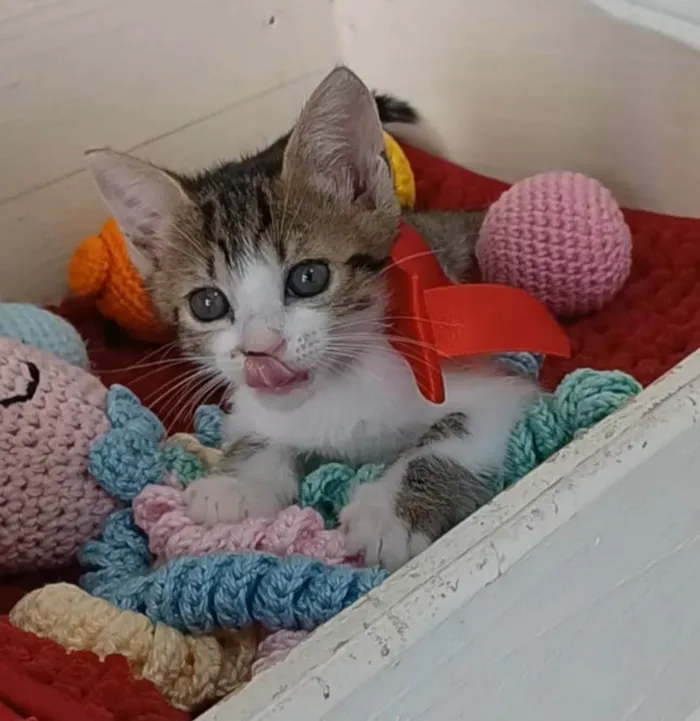 Gato ra a SRD-ViraLata idade 2 a 6 meses nome Dandara