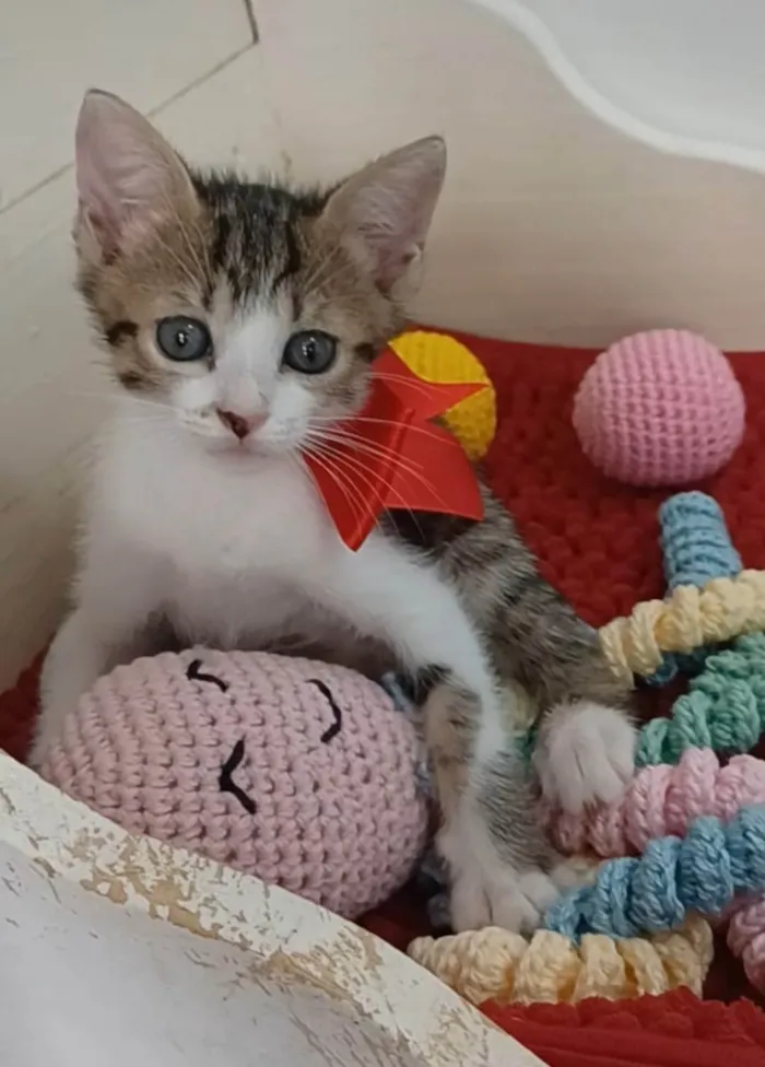 Gato ra a SRD-ViraLata idade 2 a 6 meses nome Dandara