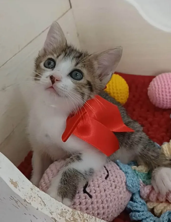 Gato ra a SRD-ViraLata idade 2 a 6 meses nome Dandara