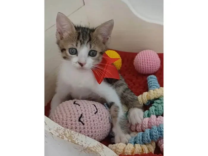 Gato ra a SRD-ViraLata idade 2 a 6 meses nome Dandara