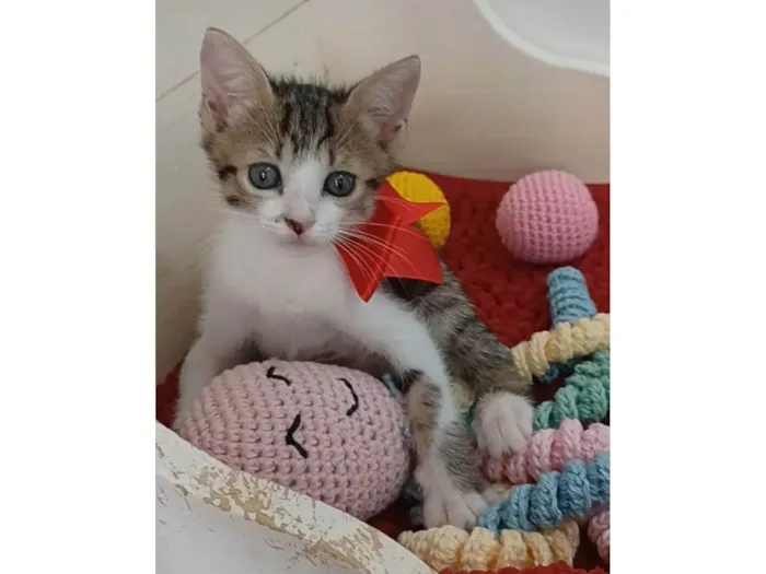 Gato ra a SRD-ViraLata idade 2 a 6 meses nome Dandara