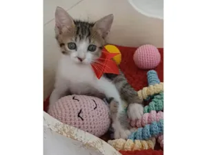 Gato raça SRD-ViraLata idade 2 a 6 meses nome Dandara
