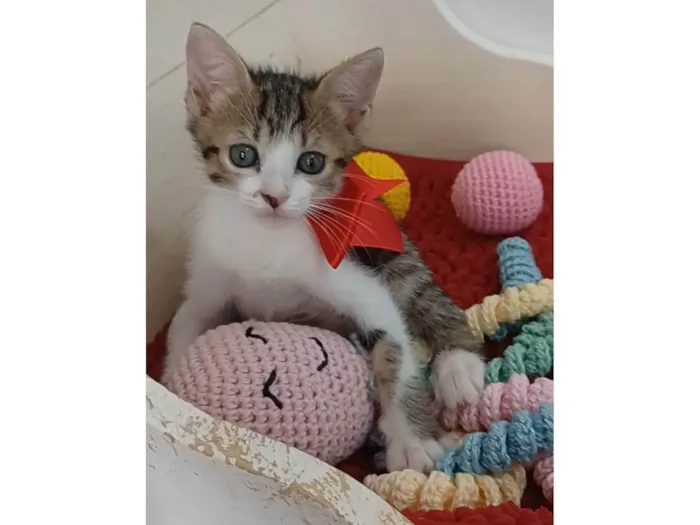 Gato ra a SRD-ViraLata idade 2 a 6 meses nome Dandara