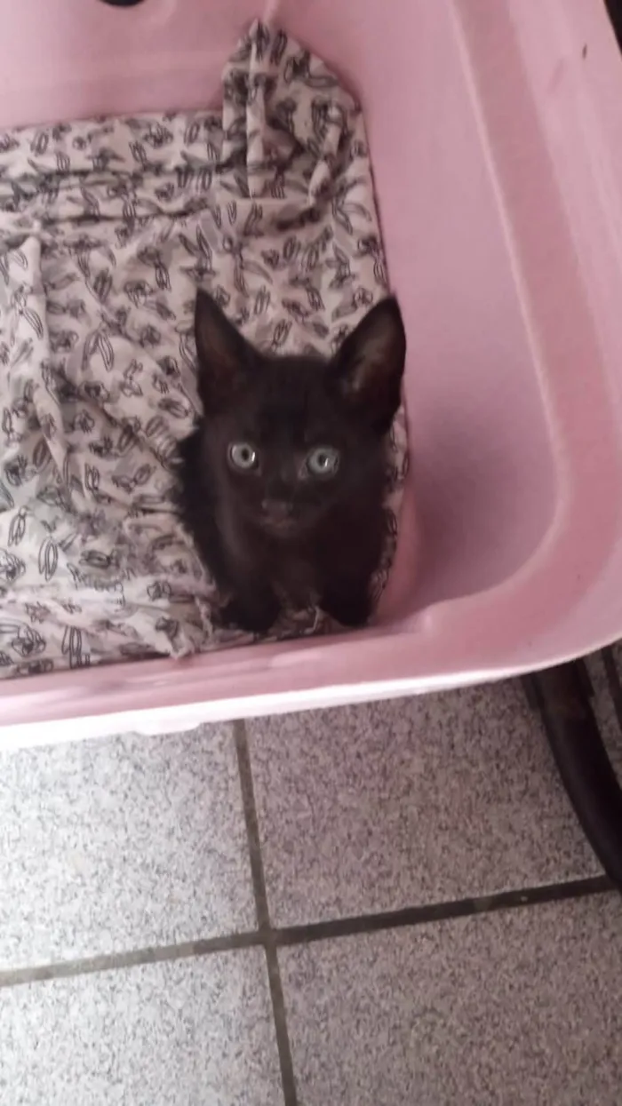 Gato ra a SRD-ViraLata idade Abaixo de 2 meses nome Martin