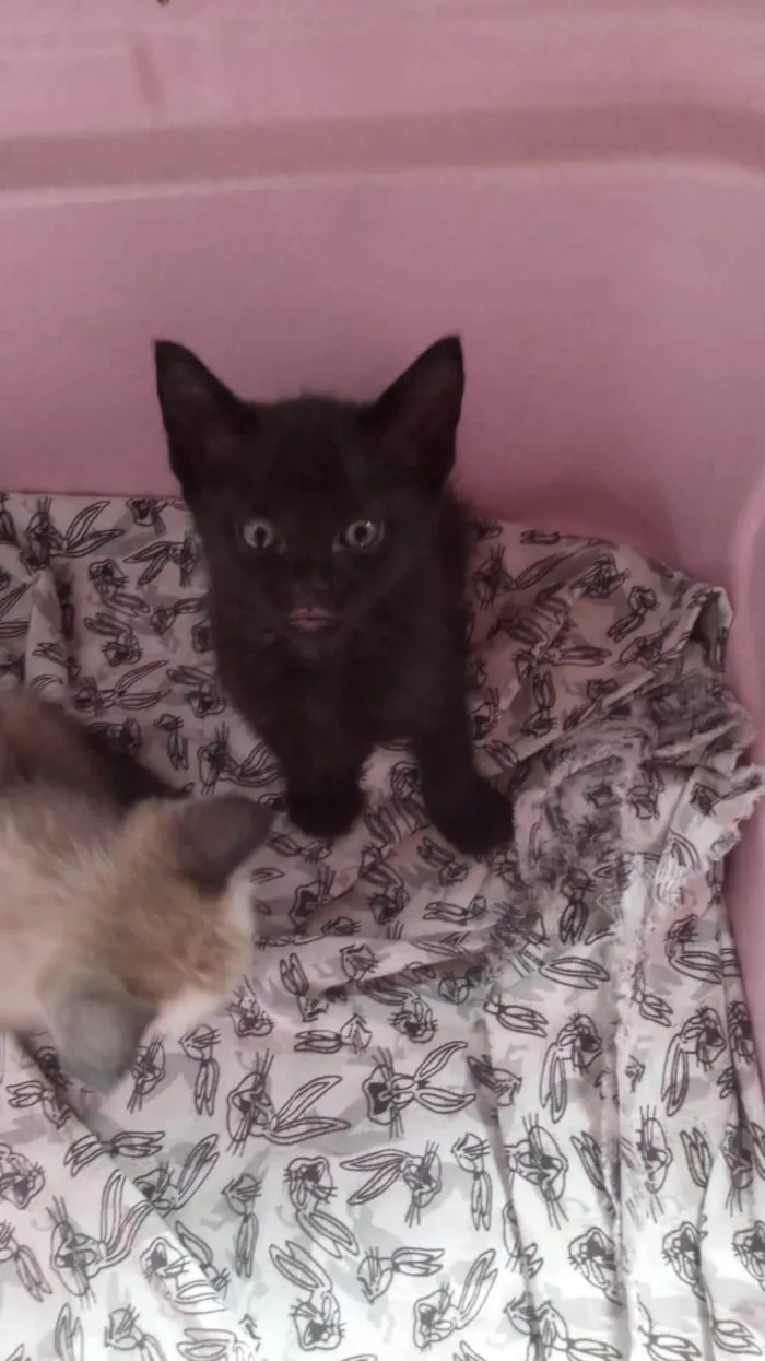 Gato ra a SRD-ViraLata idade Abaixo de 2 meses nome Martin