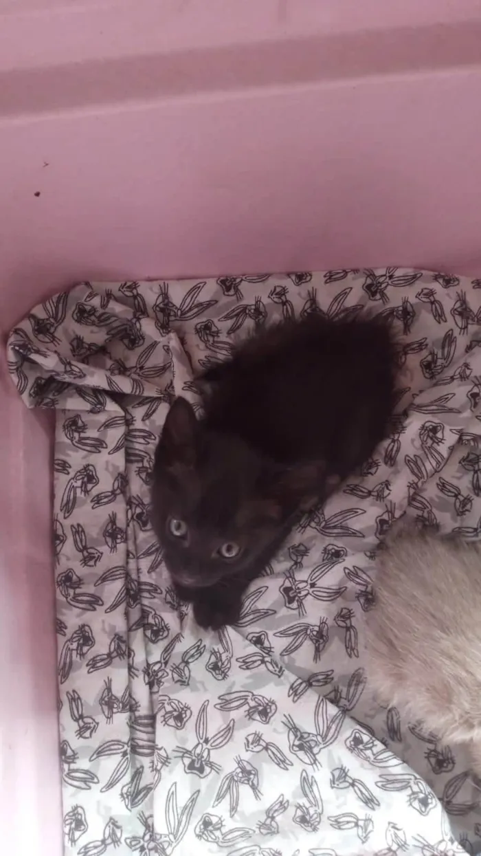 Gato ra a SRD-ViraLata idade Abaixo de 2 meses nome Martin