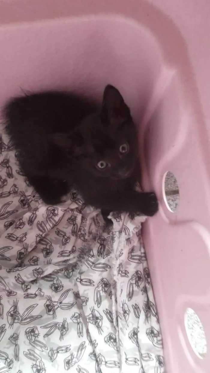 Gato ra a SRD-ViraLata idade Abaixo de 2 meses nome Martin