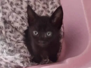 Gato raça SRD-ViraLata idade Abaixo de 2 meses nome Martin