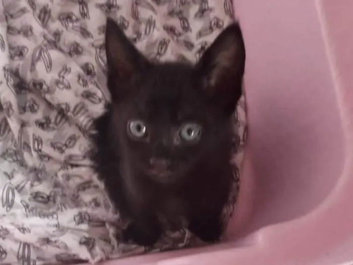 Gato ra a SRD-ViraLata idade Abaixo de 2 meses nome Martin