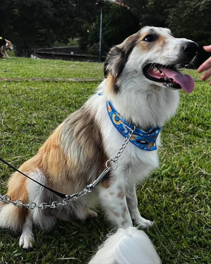 Cachorro ra a SRD-ViraLata idade 7 a 11 meses nome ARON