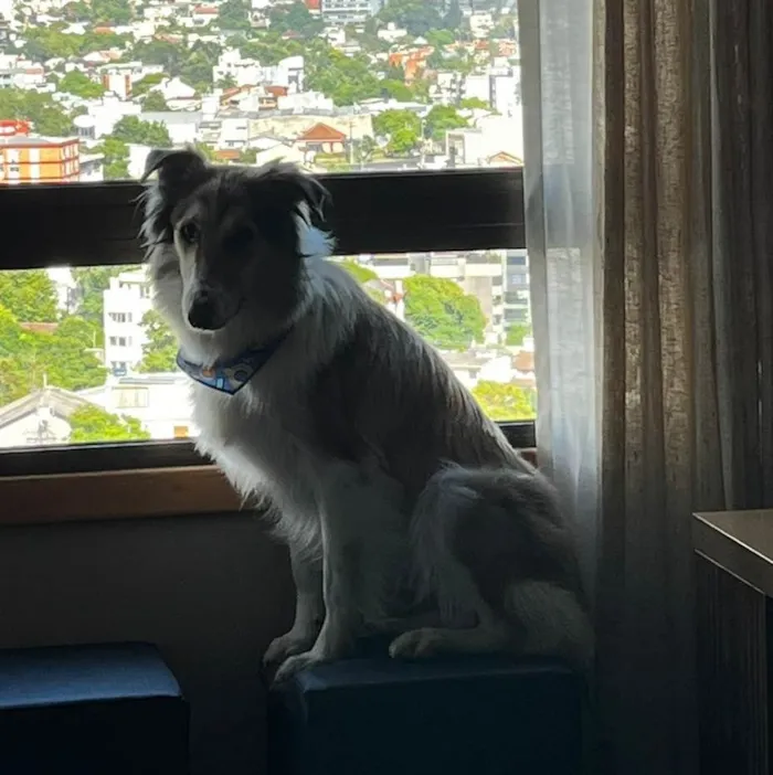 Cachorro ra a SRD-ViraLata idade 7 a 11 meses nome ARON