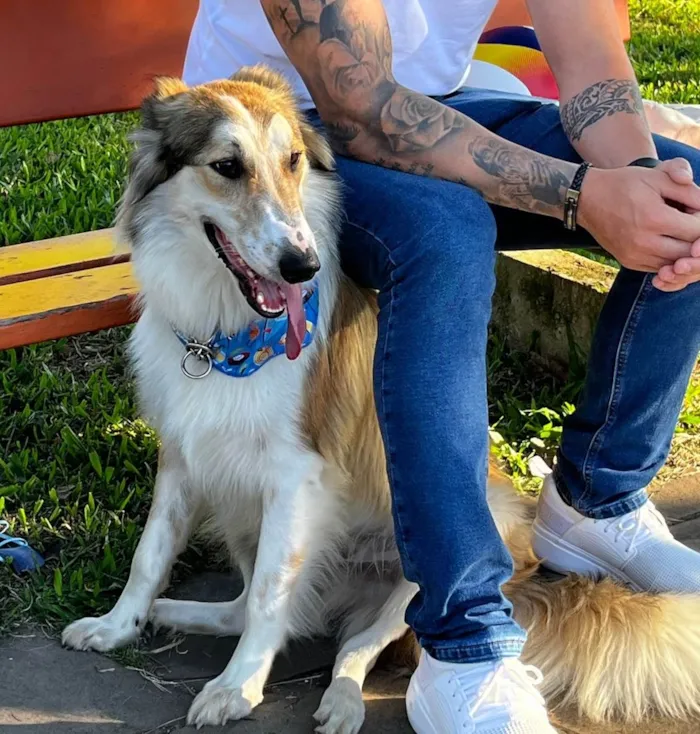 Cachorro ra a SRD-ViraLata idade 7 a 11 meses nome ARON