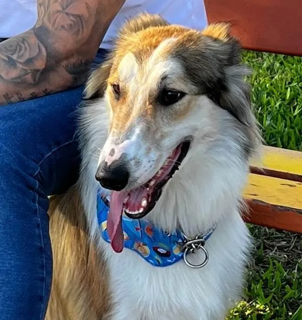 Cachorro ra a SRD-ViraLata idade 7 a 11 meses nome ARON