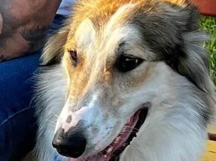 Cachorro ra a SRD-ViraLata idade 7 a 11 meses nome ARON