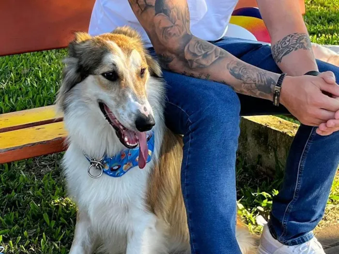 Cachorro ra a SRD-ViraLata idade 7 a 11 meses nome ARON