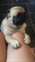 Pingo 