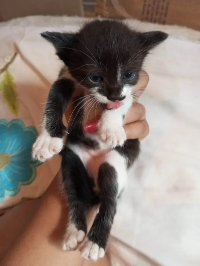 Gato ra a Mestico  idade 2 a 6 meses nome Pingo 