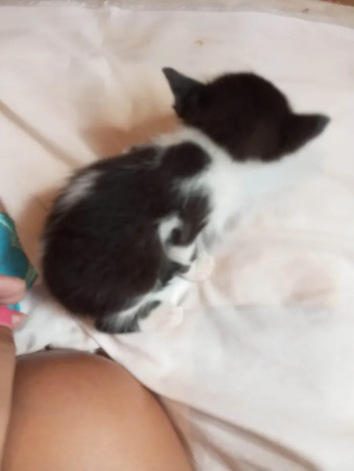 Gato ra a Mestico  idade 2 a 6 meses nome Pingo 