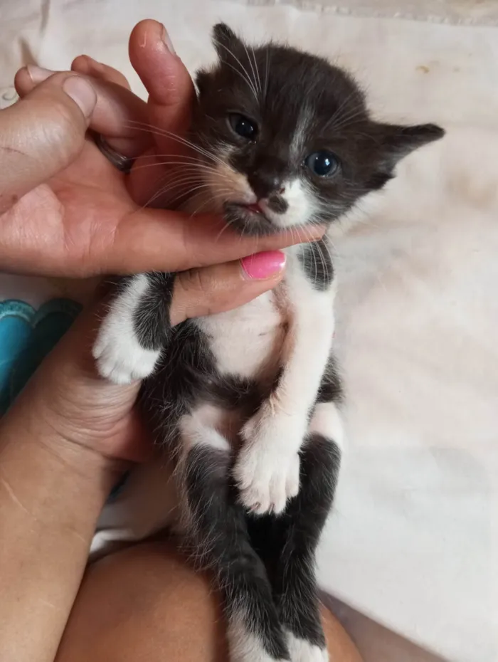 Gato ra a Mestico  idade 2 a 6 meses nome Pingo 