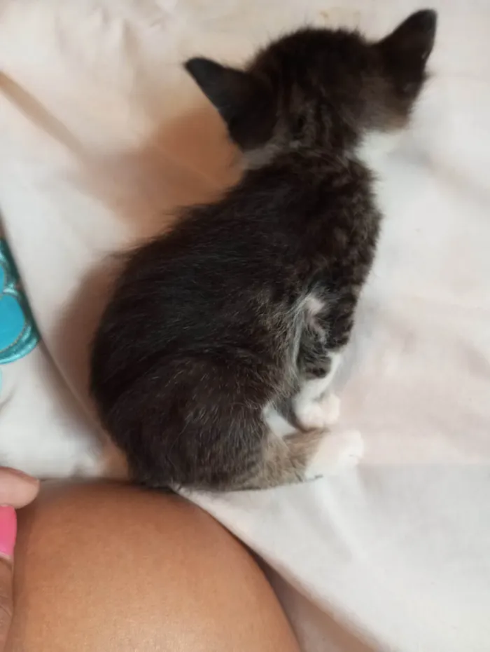 Gato ra a Mestico  idade 2 a 6 meses nome Pingo 
