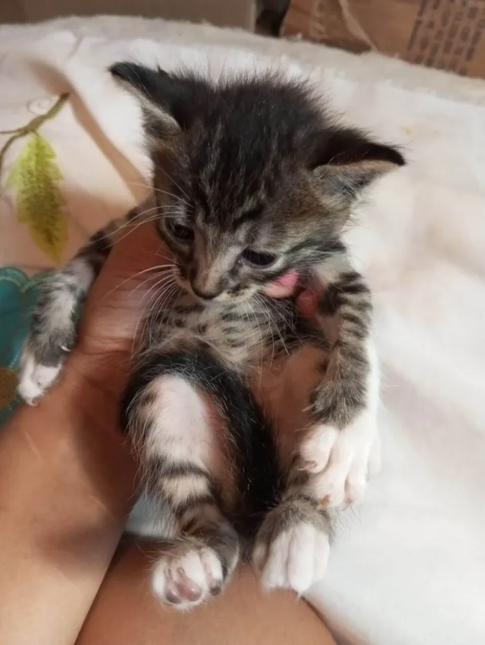 Gato ra a Mestico  idade 2 a 6 meses nome Pingo 