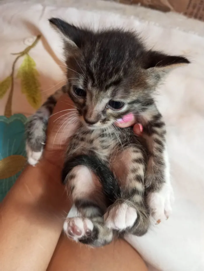 Gato ra a Mestico  idade 2 a 6 meses nome Pingo 