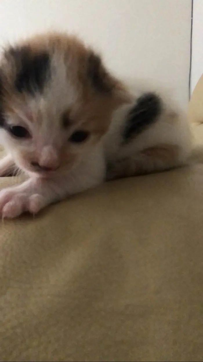 Gato ra a Mestico  idade 2 a 6 meses nome Pingo 