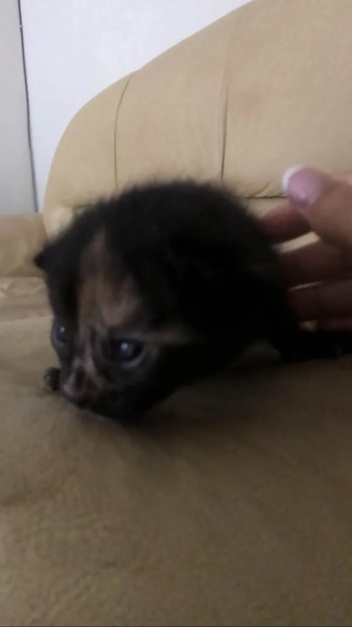 Gato ra a Mestico  idade 2 a 6 meses nome Pingo 