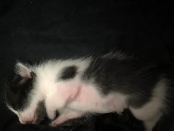 Gato ra a Mestico  idade 2 a 6 meses nome Pingo 