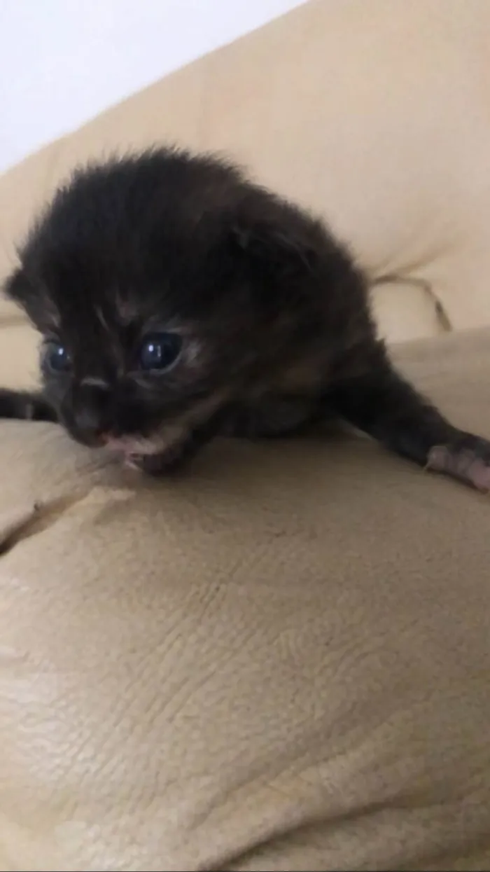 Gato ra a Mestico  idade 2 a 6 meses nome Pingo 