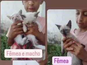 Gato raça SRD-ViraLata idade Abaixo de 2 meses nome Filhotes 