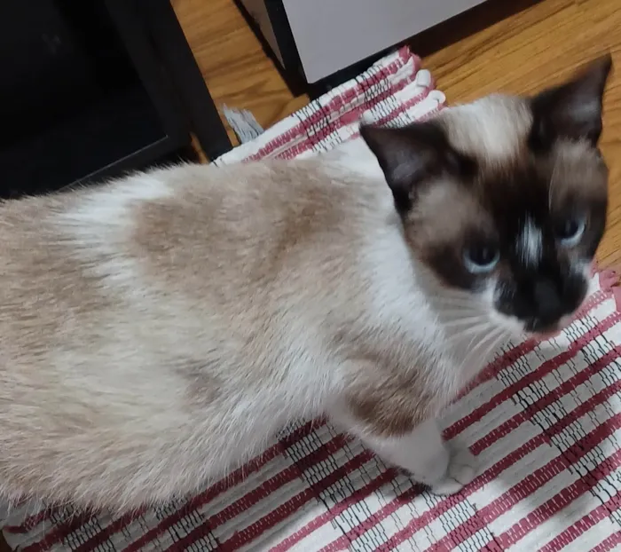 Gato ra a Siamês idade 2 anos nome Sabrina