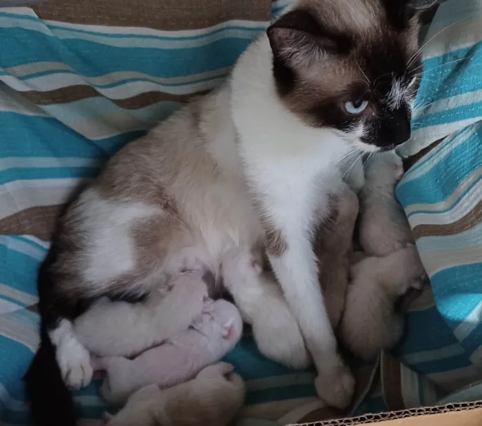 Gato ra a Siamês idade 2 anos nome Sabrina