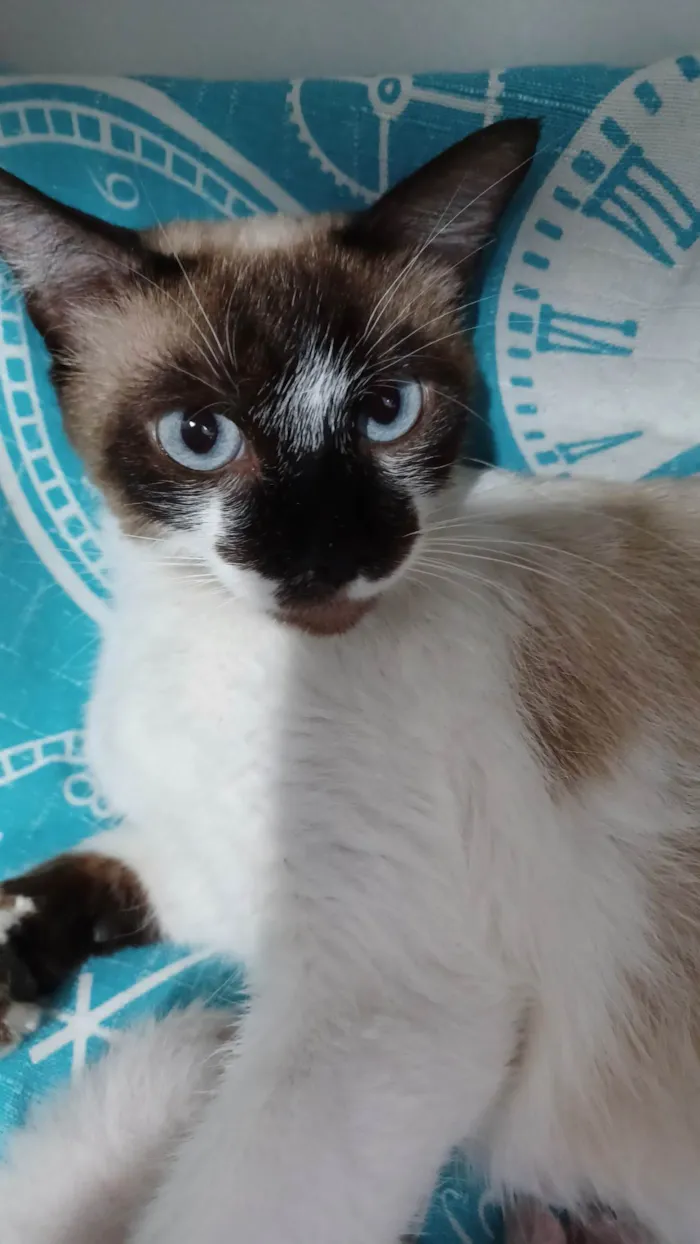 Gato ra a Siamês idade 2 anos nome Sabrina