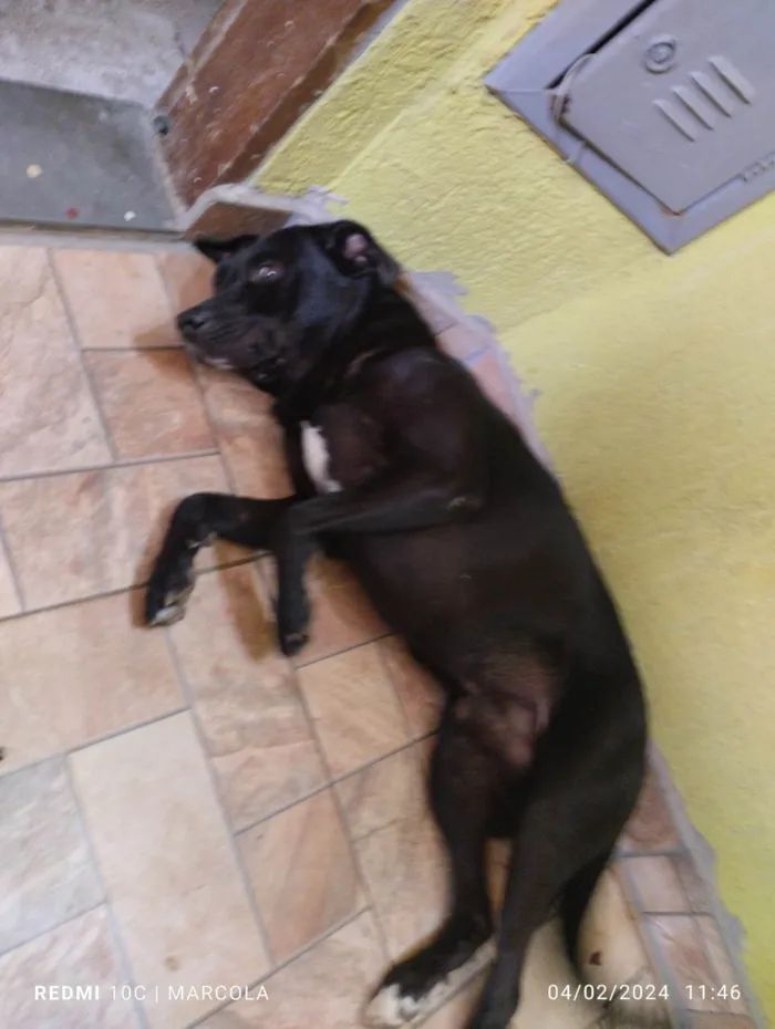 Cachorro ra a SRD-ViraLata idade 3 anos nome Billy 