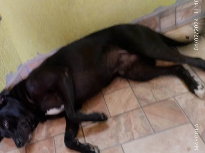 Cachorro ra a SRD-ViraLata idade 3 anos nome Billy 