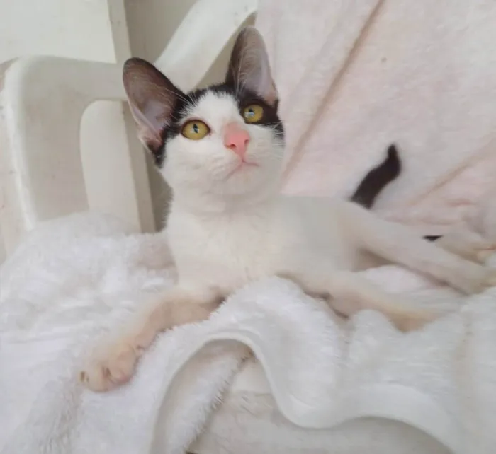 Gato ra a SRD-ViraLata idade 2 a 6 meses nome Bob