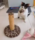 Bob