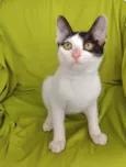 Bob