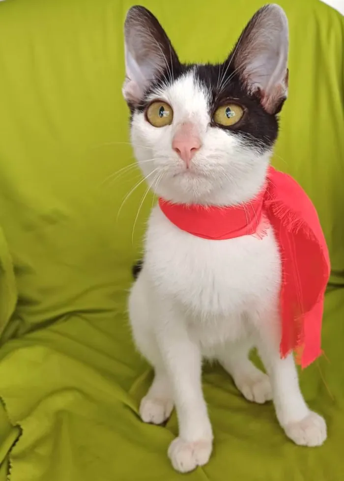 Gato ra a SRD-ViraLata idade 2 a 6 meses nome Bob
