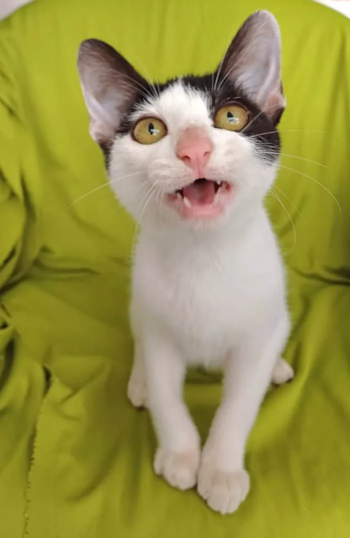 Gato ra a SRD-ViraLata idade 2 a 6 meses nome Bob
