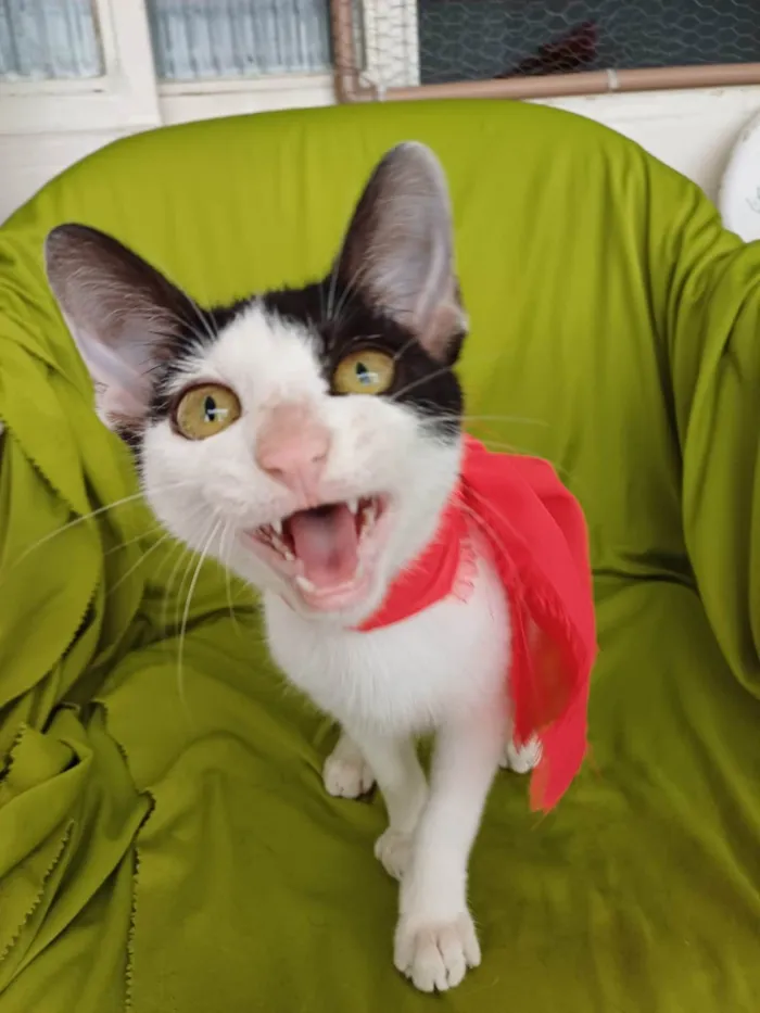 Gato ra a SRD-ViraLata idade 2 a 6 meses nome Bob