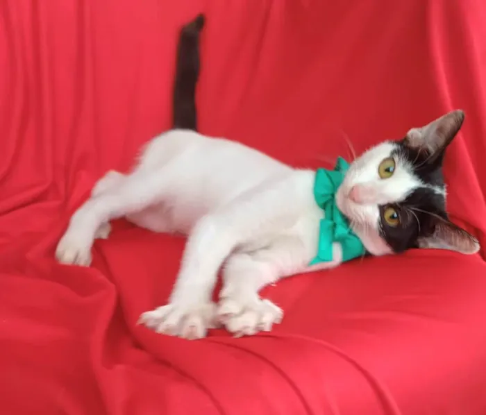 Gato ra a SRD-ViraLata idade 2 a 6 meses nome Bob